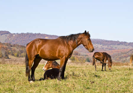 Against autumn wood on a meadow horses are grazedの写真素材