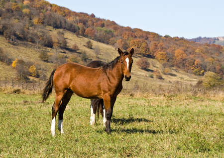 Against autumn wood on a meadow horses are grazedの写真素材
