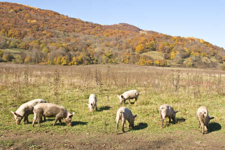 Against autumn wood on a meadow pigs are grazedの写真素材