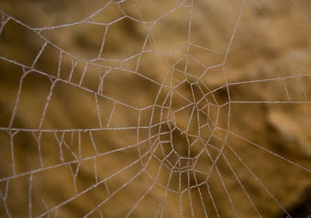 The first frosts. The iced over web の写真素材