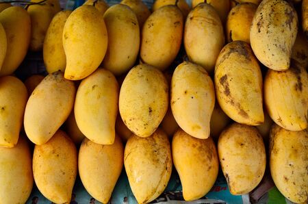 Yellow Mango の写真素材