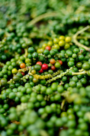 Peppers recently picked from tree 