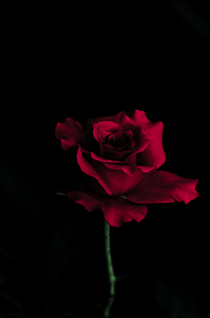 single res rose is blooming naturally.の写真素材