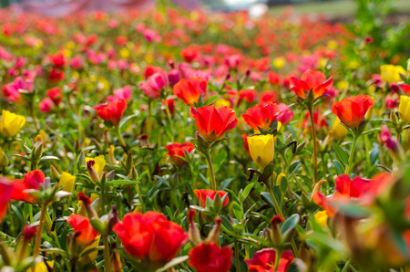 Pretty little flowers that is known in many names as Common Purslane, Verdolaga, Pigweed, Little Hogweed or Pusley.の写真素材