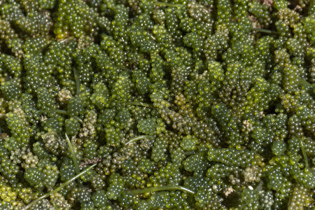 Green caviar seaweed from a farm, fresh and unclean.