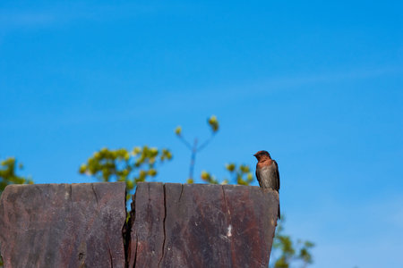 a Swallow Bird on blue sky background.
