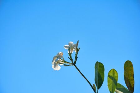 Plumeria flowers and leaves on blue sky background.の写真素材