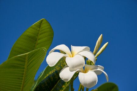 Plumeria flowers and leaves on blue sky background.の写真素材
