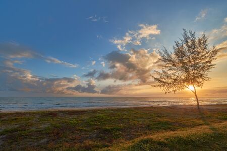 a seaside view with a tree and grass in an early morning.の写真素材