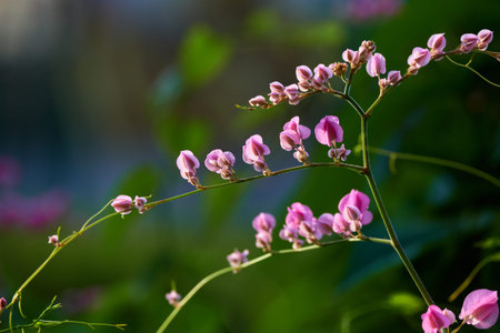 pink flowers of Coral Vine on green leaves background.