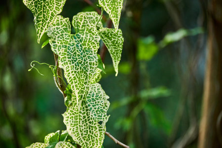 green heart-shaped leaves of a kind of vine.の写真素材