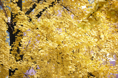 Yellow leaves of Ginko Trees.