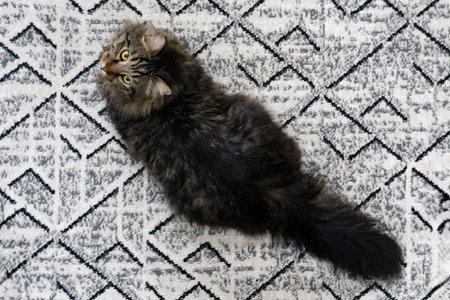 Fluffy long-haired tabby cat with green eyes lies on geometric patterned rug, creating a cozy and...