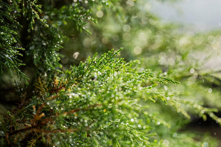 Close-up of fresh green conifer branches during rainfall with sparkling bokeh and soft natural background. Concept of nature, freshness, weather, spring and summer rain