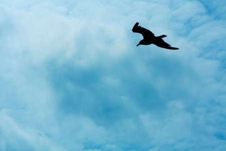 Flying Bird in Cloudy Blue Skyの写真素材