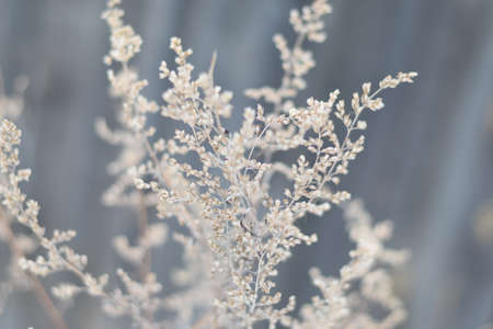 tree branch in winterの写真素材