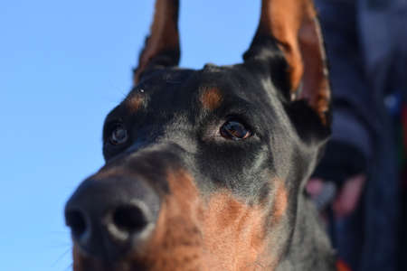 Dog eyesの写真素材