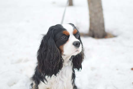 Cavalier king charles spaniel in winterの写真素材