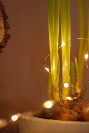 narcissius in a potの写真素材