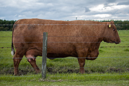 Brown cow side view scotland cattle