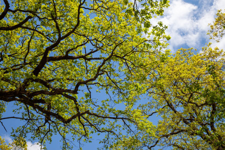 Green leaf. Tree branches against the blue sky.