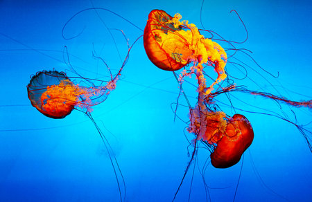 Three colorful jellyfish swim in the water.の写真素材