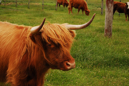 shorthorn highland bull