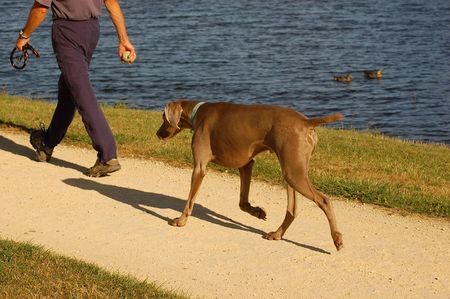 I'll follow him...he has my ballの写真素材