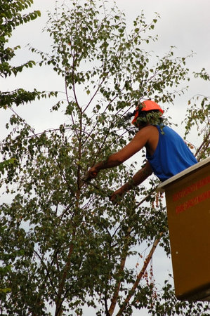 Tree surgery