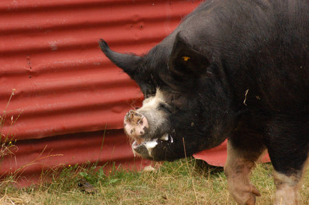 prize Boar