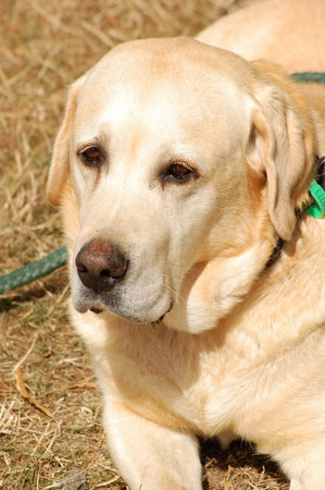 Old golden labrador