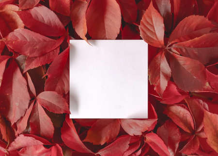 Creative layout made of red autumn leaves with paper card note. Flat lay. Nature concept.の写真素材