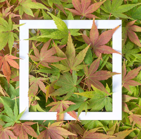 Creative layout made of colorful marijuana leaves and white paper frame. Flat lay cannabis concept. Copy space.の写真素材
