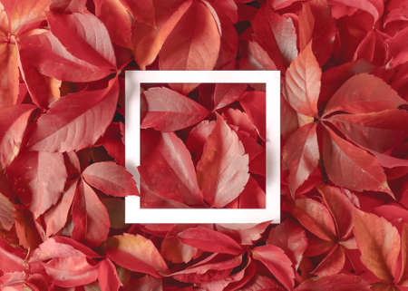 Creative layout made of red autumn leaves with white paper frame. Flat lay. Nature concept.の写真素材