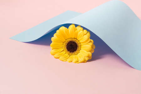 Creative isometric composition with yellow daisy flower between pastel blue and pink background. Minimal spring love concept.の写真素材