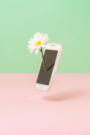 Creative composition with white daisy flower popping out of smartphone against pastel pink and mint greenの写真素材