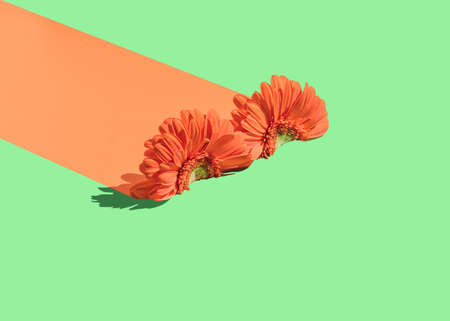 Trendy composition with halved light red daisy flower on vibrant geometric green background. Minimal nature idea. Spring background.の写真素材