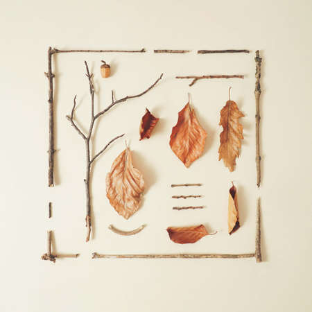 Infographic square design of autumn leaves, tree branches and pinecones on pastel cream. Creative cosy fall background.の写真素材