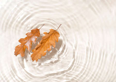 Real autumn nature composition with two dried oak leaves in clean shiny water. Trendy fall background with copy space.の写真素材