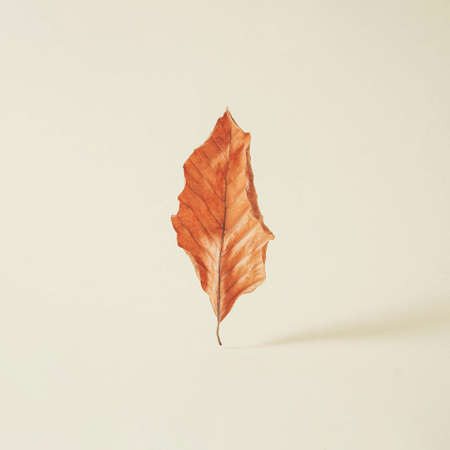 Creative composition with vertical ripe autumn leaf against pastel cream background. Minimal fall concept.の写真素材