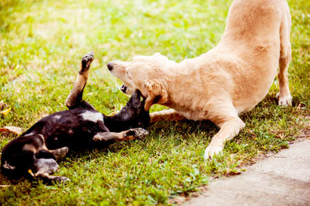 Dogs playing and enjoying outside.の写真素材