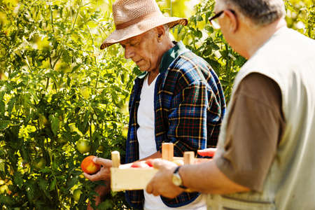 Two senior friends picking up tomato on the farm.の写真素材