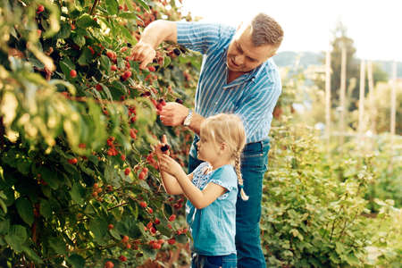 Grandfather is picking up blackberry with his granddaughter.の写真素材
