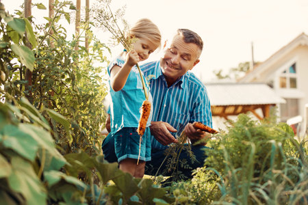 Happy family is picking up carrot in the garden.の写真素材