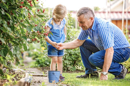 Granddaughter is picking up blackberry with her grandfather in the garden.の写真素材