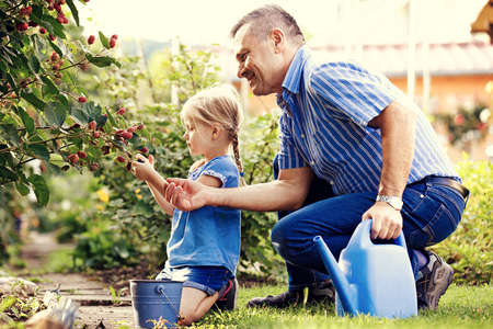 Grandfather is picking up blackberry with his granddaughter.の写真素材