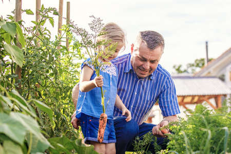 Happy family is picking up carrot in the garden.の写真素材