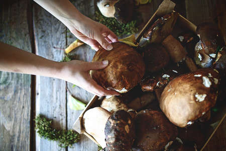 A healthy wild forest mushrooms on the table.の写真素材