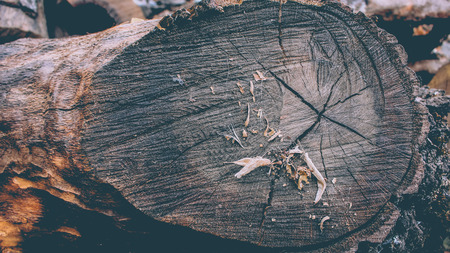 Tree Close-upの写真素材