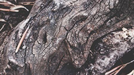 Old Tree Close-upの写真素材